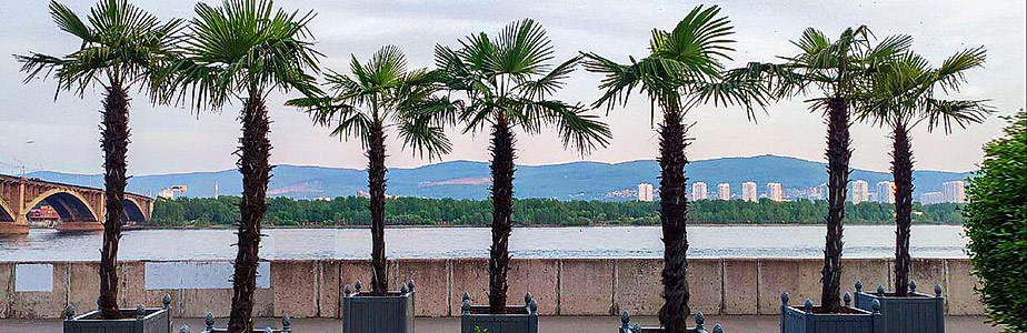 Palmi Krasnoyrsk 924x300