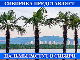 2Palmi 240x180