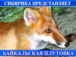 2Plutovka 240x180