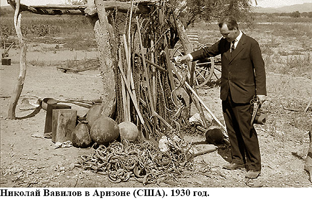 Vavilov Arizona 620
