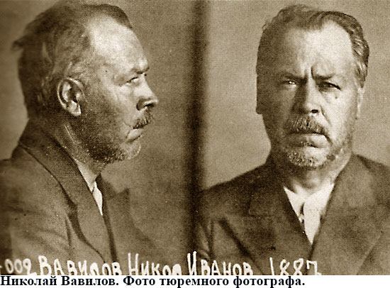 Vavilov tyrrma 550
